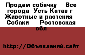 Продам собачку  - Все города, Усть-Катав г. Животные и растения » Собаки   . Ростовская обл.